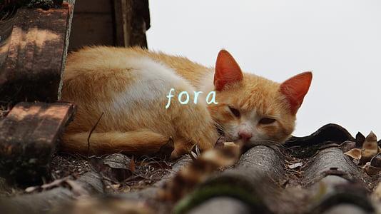 fora