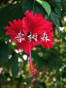 李树森