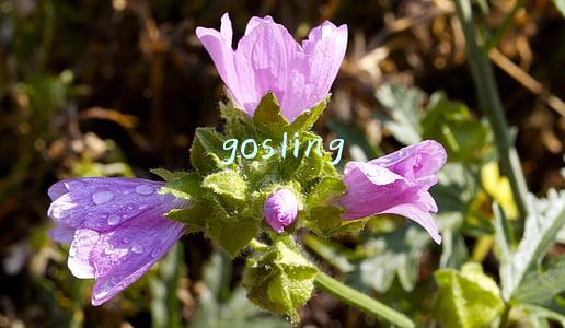 goslings(五年级英语句型转换（含答案）一)