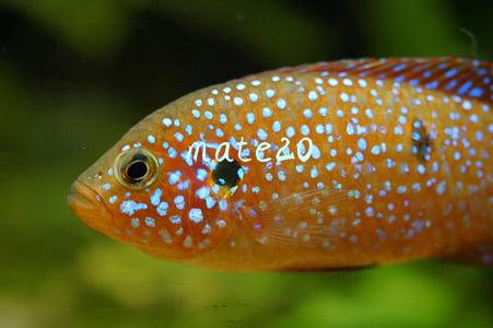 mate20