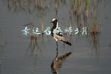 幸运召唤师3月
