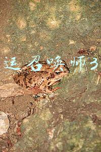 幸运召唤师3月