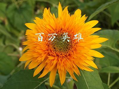 百万英雄