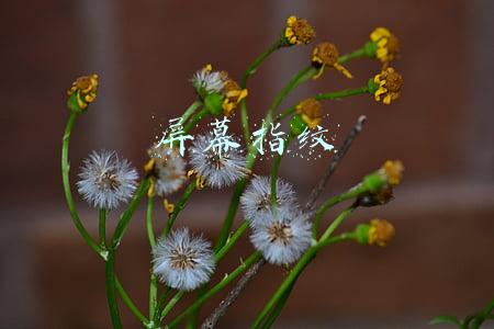 屏幕指纹