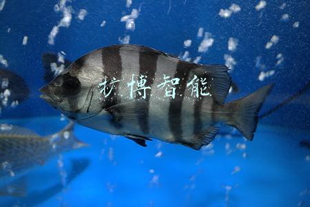 扩博智能
