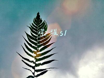 荣耀s1