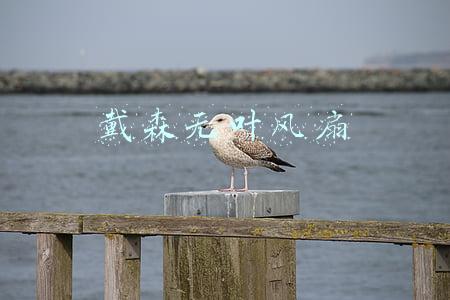 戴森无叶风扇