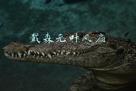 戴森无叶风扇