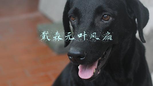 戴森无叶风扇