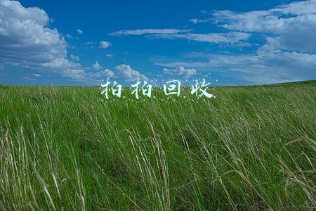 拍拍回收