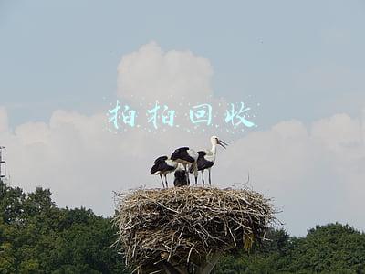 拍拍回收