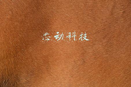 芯动科技