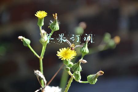 苹果订阅