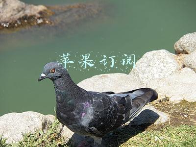 苹果订阅