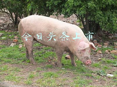 今日头条上市