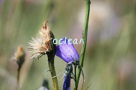oclean