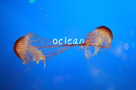 oclean