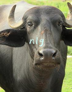 nlg