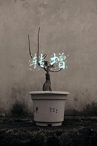 转增