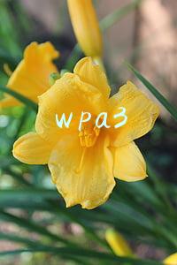 wpa3