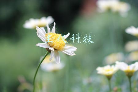 主线科技