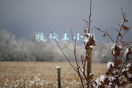 搜狗王小川