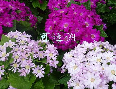 可追溯