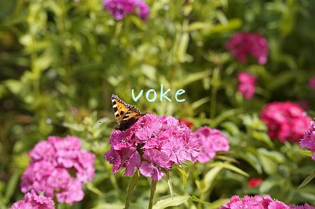 voke
