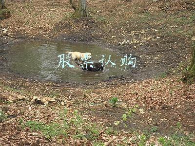 股票认购