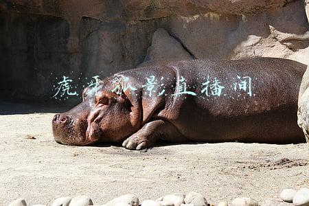 虎牙孤影直播间