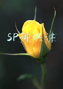 SP御馔津