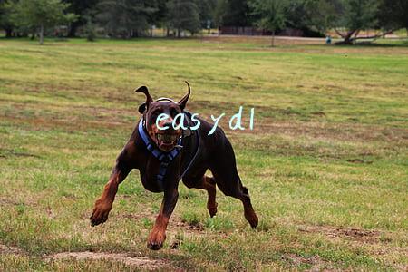 easydl