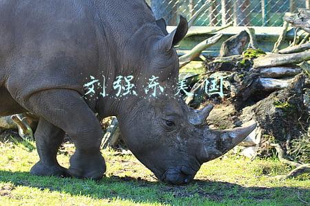 刘强东美国