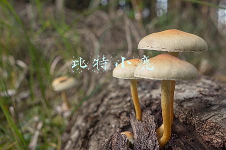 比特小鹿