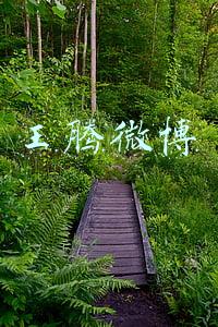王腾微博