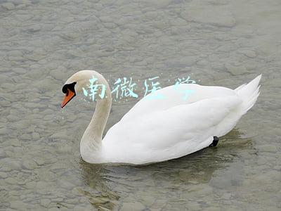 南微医学怎么样(南微医学，我完美的错过了)