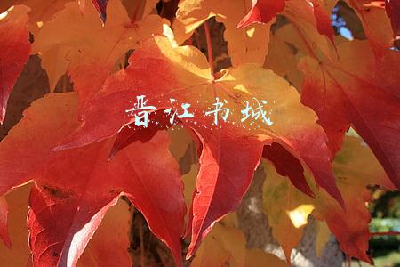 晋江书城