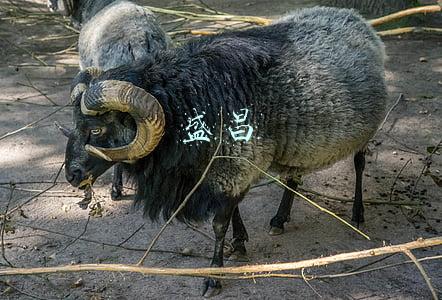 盛昌