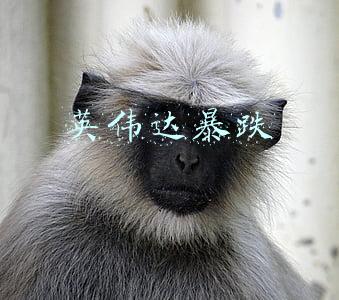 英伟达暴跌