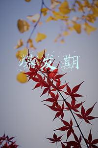 扁平疣爆发期(扁平疣患者治愈后杜绝这几件事，肯定不会复发！)