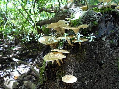 炼狱茨木童子