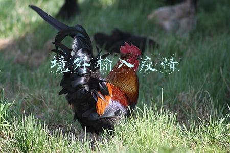境外输入疫情