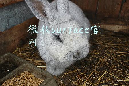微软surface官网