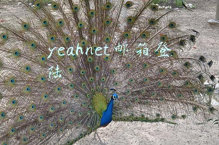yeahnet邮箱登录入口(SpringBoot 2.x 集成QQ邮箱、网易系邮箱、Gmail邮箱发送邮件)