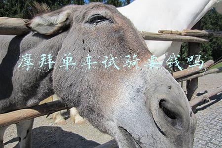 摩拜单车试骑要钱吗