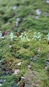 摩拜单车试骑要钱吗