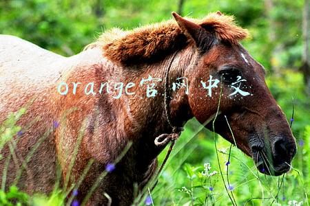 orange官方下载(法国电信运营商Orange在波兰完成2100MHz的refarming部署)