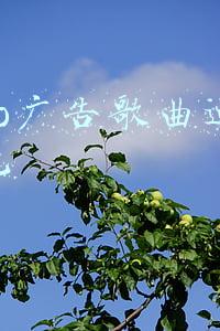 oppo广告歌曲迪丽热巴