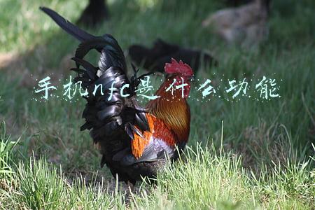 手机nfc是什么功能