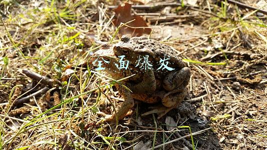全面爆发